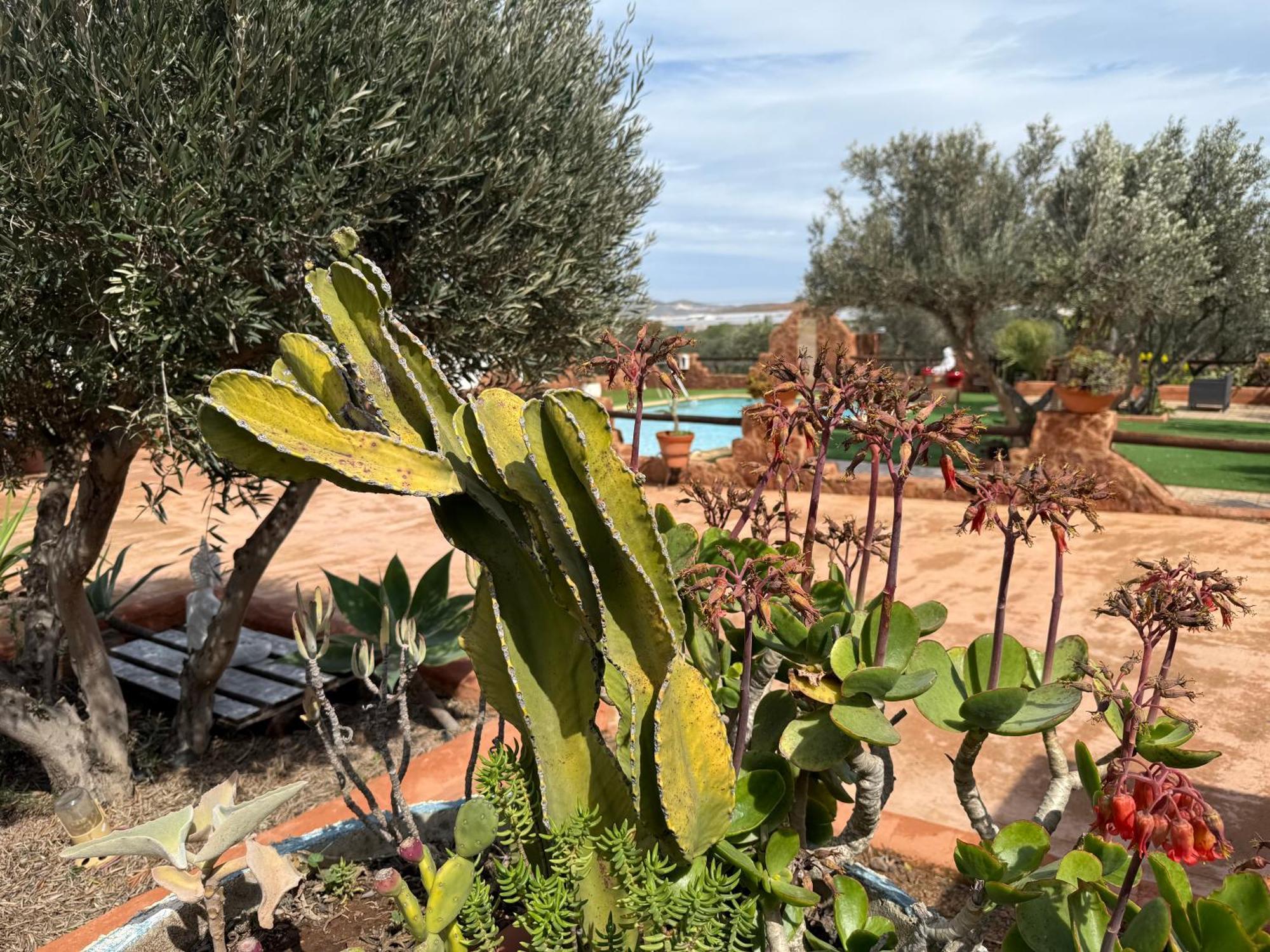 Olivares Rural Los Albaricoques Dış mekan fotoğraf